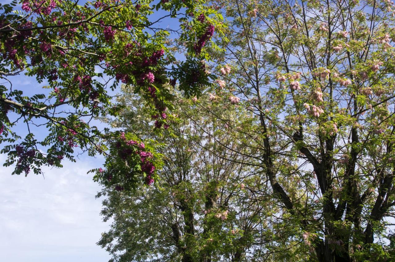 Logis Saint Leonard Bed & Breakfast Dompierre-sur-Mer ภายนอก รูปภาพ